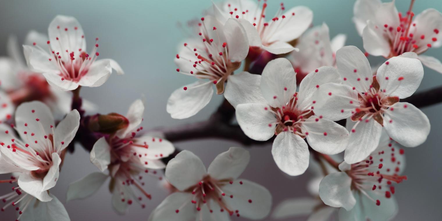 pexels-anthony-133079